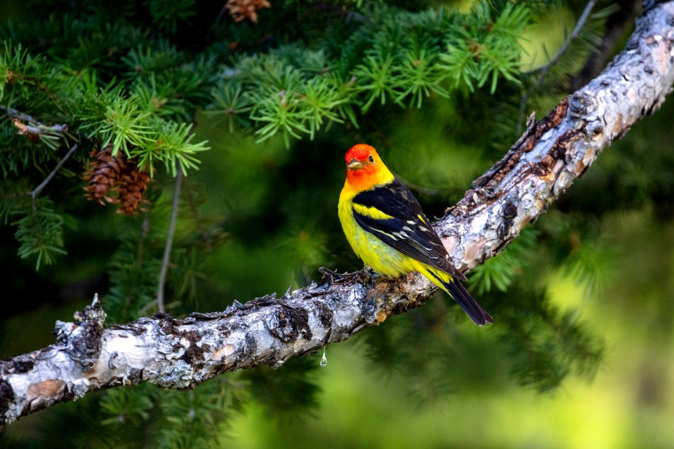 Western Tanager (Piranga ludoviciana) perched on a branch