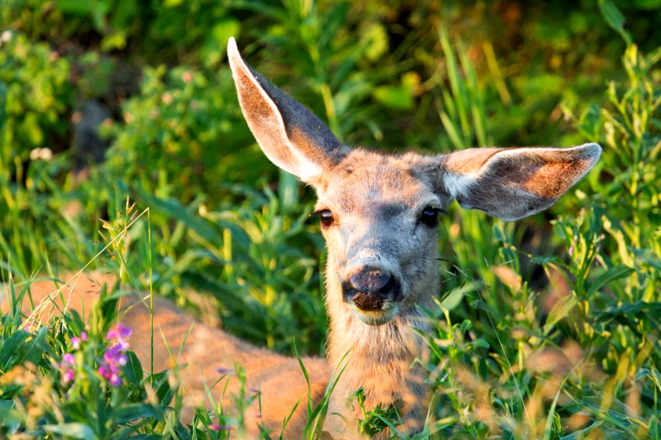 Mule deer doe