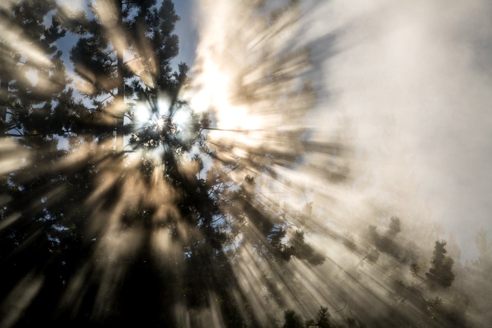 Sun shining through a tree and steam at Norris Geyser Basin