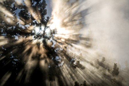 Sun shining through a tree and steam at Norris Geyser Basin photo