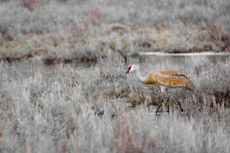 Sandhill crane