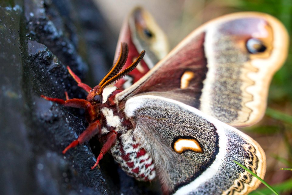 Cecropia moth, Mammoth Hot Springs