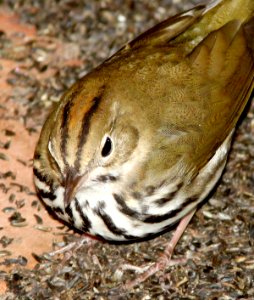 796 - OVENBIRD (10-12-09) atascadero, slo co, ca  (10)