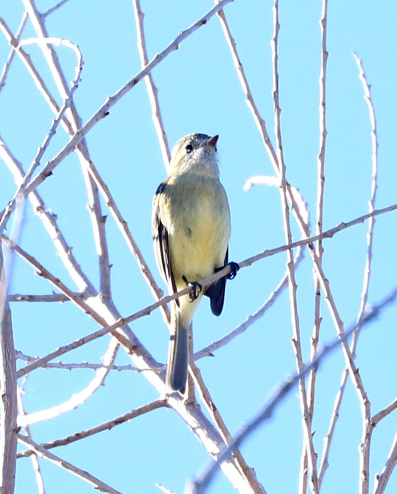 582 - DUSKY FLYCATCHER (11-18-2017) patagonia lake birding trail, santa cruz co, az -01