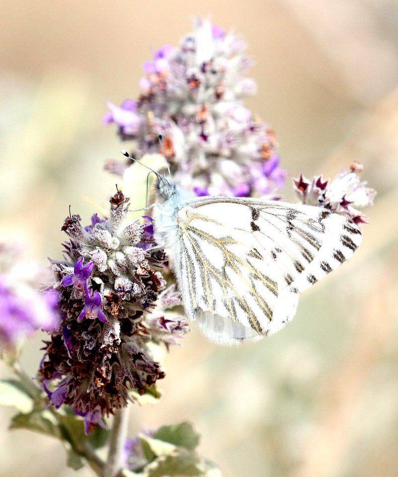 WHITE, SPRING (Pontia sisymbrii) (3-11-2018) plum cyn, anza borrego s p, san diego co, ca -01