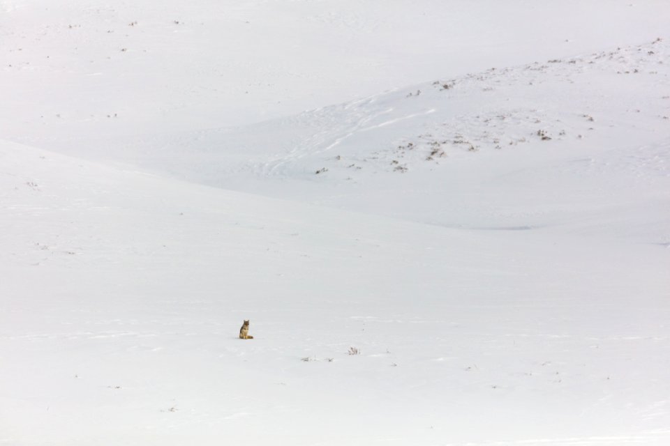 Big landscape, little coyote in Hayden Valley