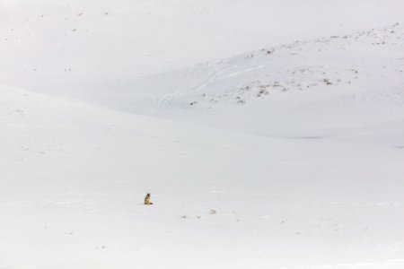 Big landscape, little coyote in Hayden Valley photo