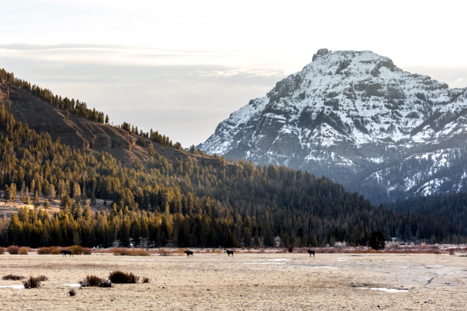 Bull moose below Abiathar Peak