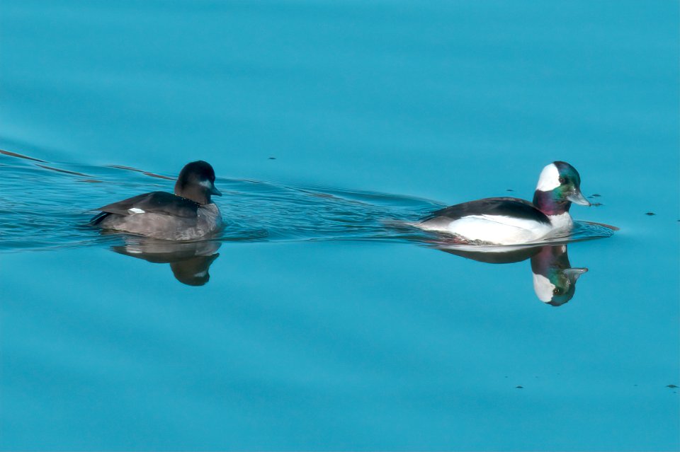 Buffleheads