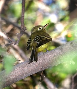 583 - 584 - PACIFIC SLOPE or CORDILLERAN FLYCATCHER (11-3-2017) patagonia lake, santa cruz co, az -02
