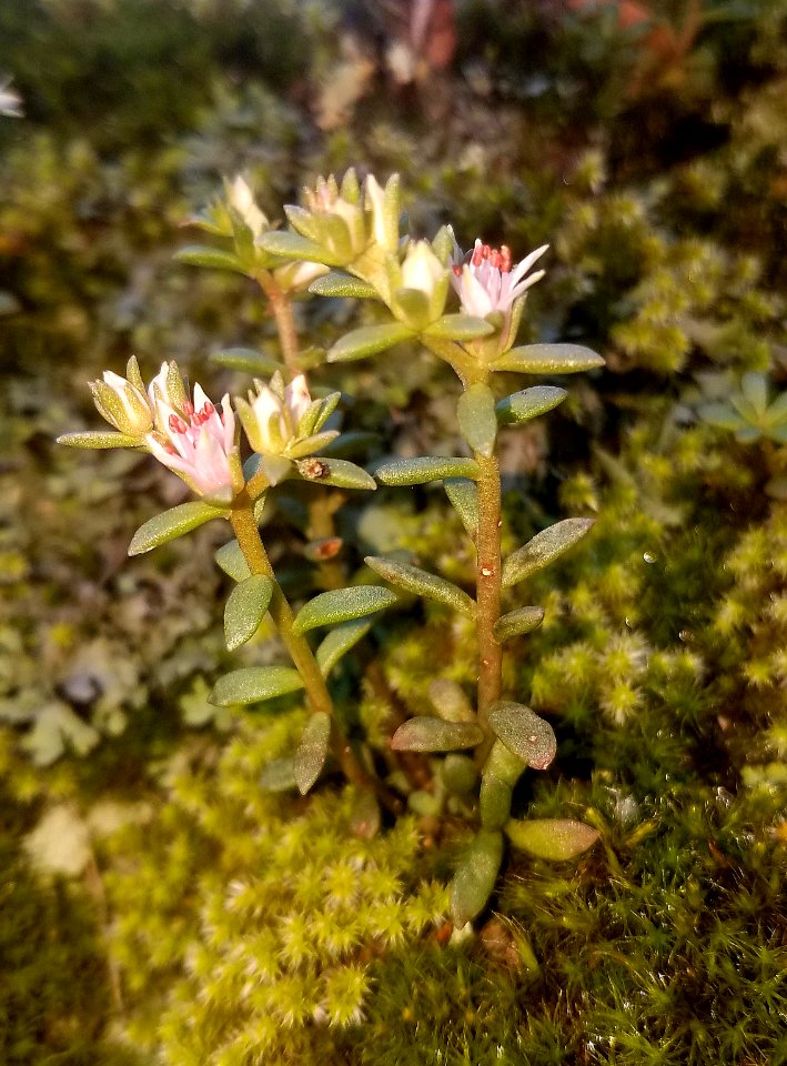 COCKERELL'S SEDUM (Sedum cockerellii) (9-29-2019) sycamore canyon, pajarito mts, santa cruz co, az -02
