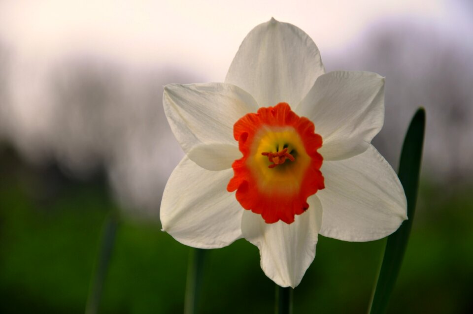 Blossom spring flower garden