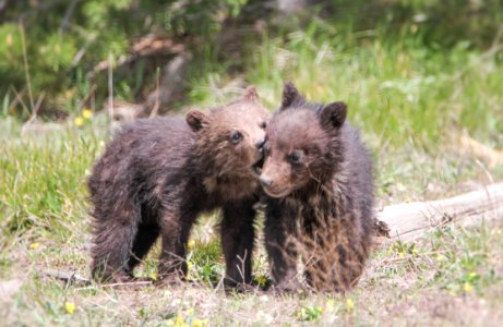 Grizzly cubs near Roaring Mountain