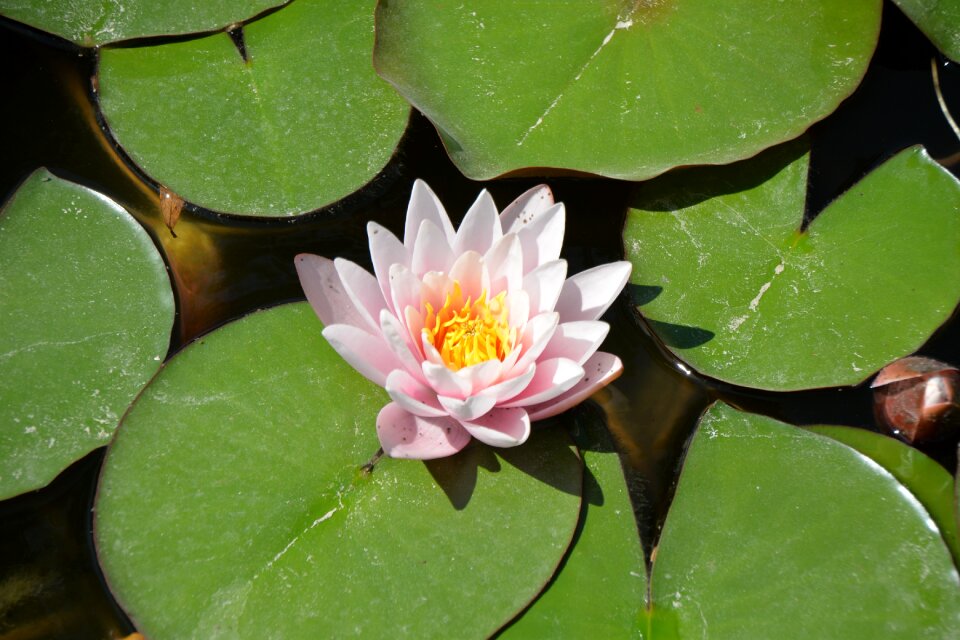 Water nature spring
