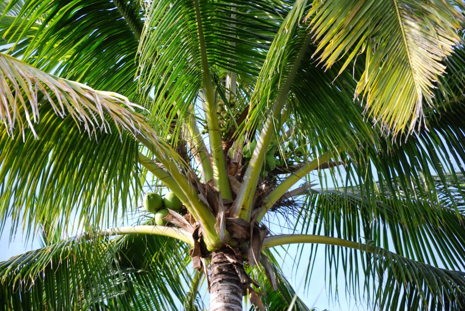 Palm tropical nature