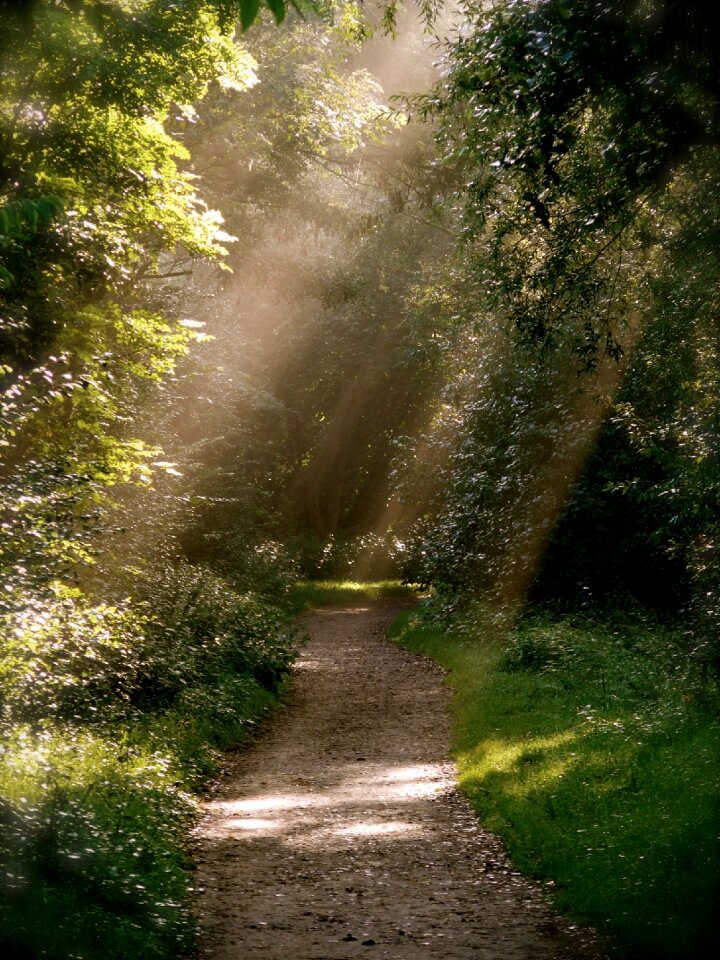 Forest away sunbeam