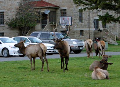 Bull elk and harem