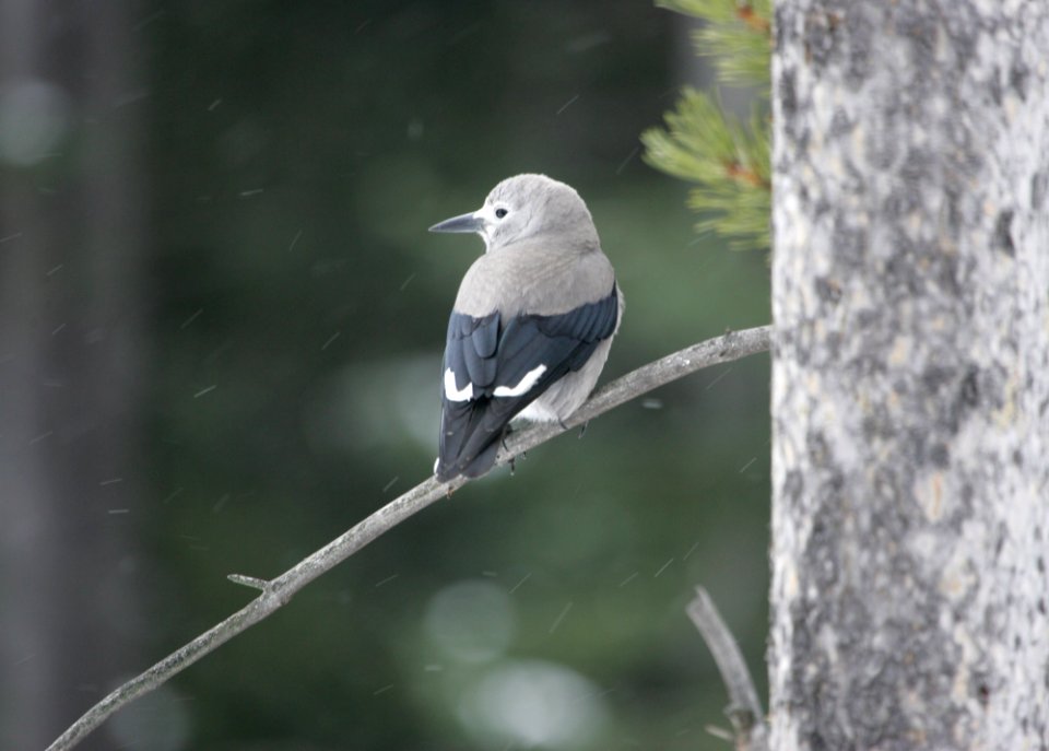 Clark's nutcracker