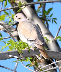 431 - WHITE-WINGED DOVE (3-25-2018) patagonia lake, santa cruz co, az -01