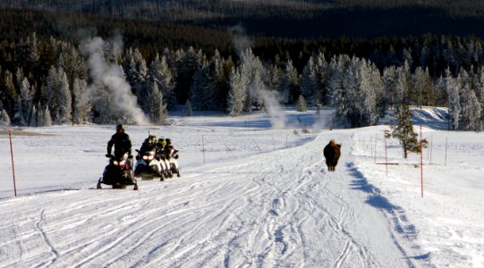 Bison and snowmobilers sharing the road photo