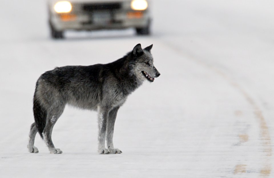 Black and grey wolf (female from Druid pack, "Half Black") standing in road near Lamar River bridge