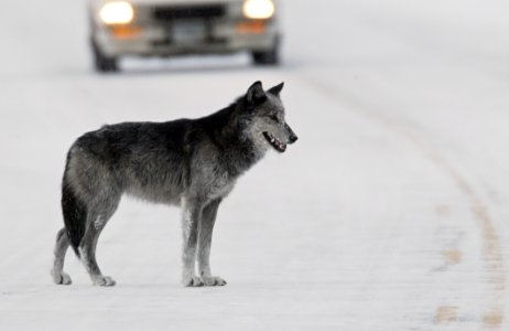 Black and grey wolf (female from Druid pack, "Half Black") standing in road near Lamar River bridge