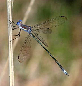 SPREADWING, GREAT (Archilestes grandis) (9-22-2020) bear canyon, west side huachuca mts, cochise co, az (4) male