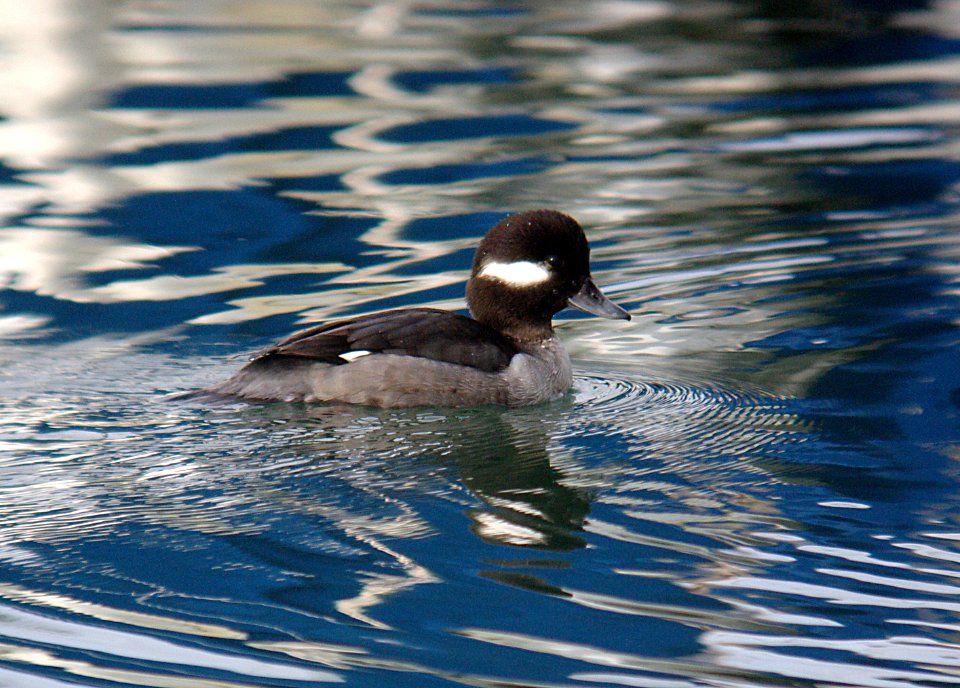 BUFFLEHEAD (1-2-07) fem, oso flaco, slo co, ca