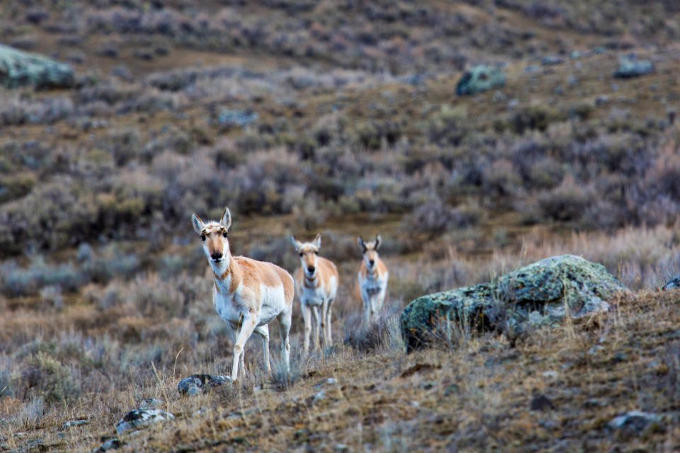 Pronghorn in Lamar Valley