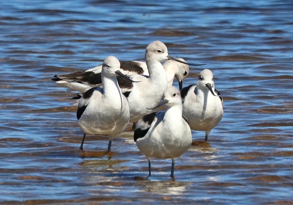 274 - AMERICAN AVOCET (10-11-2020) patagonia lake, santa cruz co, az -02
