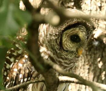 464 - BARRED OWL (6-19-2017) greensboro, guilford co, nc -05