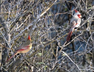 917 & 916 -  NORTHERN CARDINAL & PYRRHULOXIA (3-2-2017) patagonia lake, santa cruz co, az -02