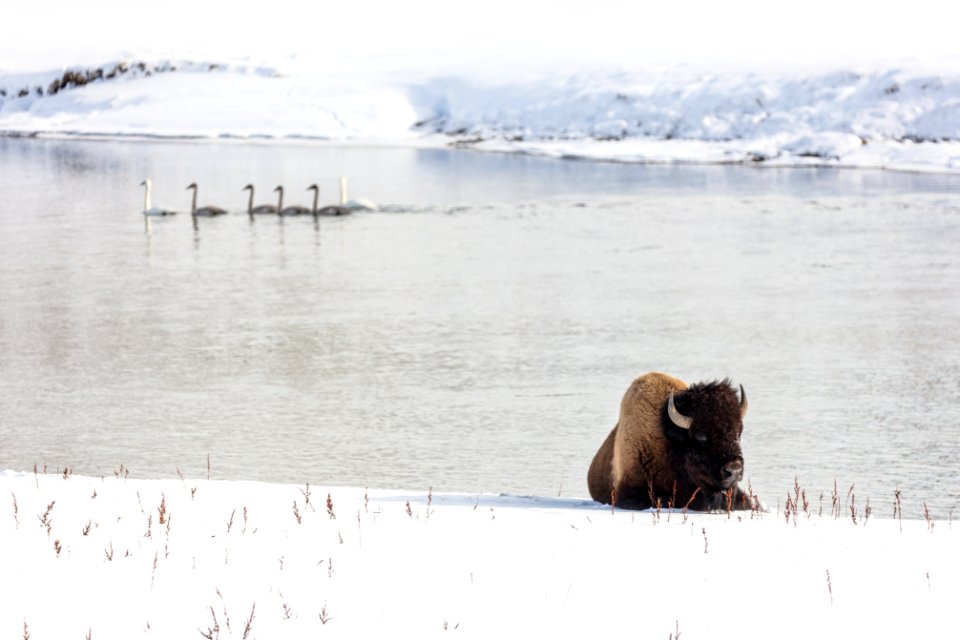 A bison resting along the Yellowstone River as trumperter swans swim behind