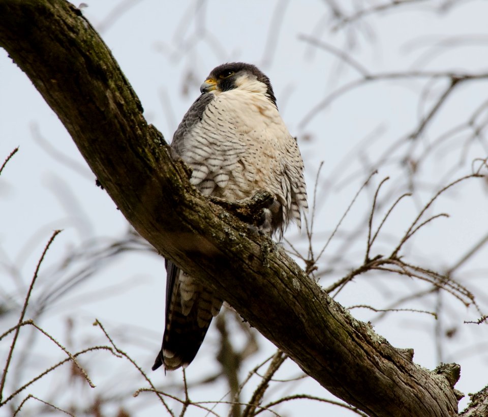 Peregrine Falcon photo