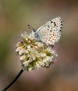 BLUE, DOTTED (Euphilotes enoptes bayensis)  (8-9-2017) placer co, ca -01