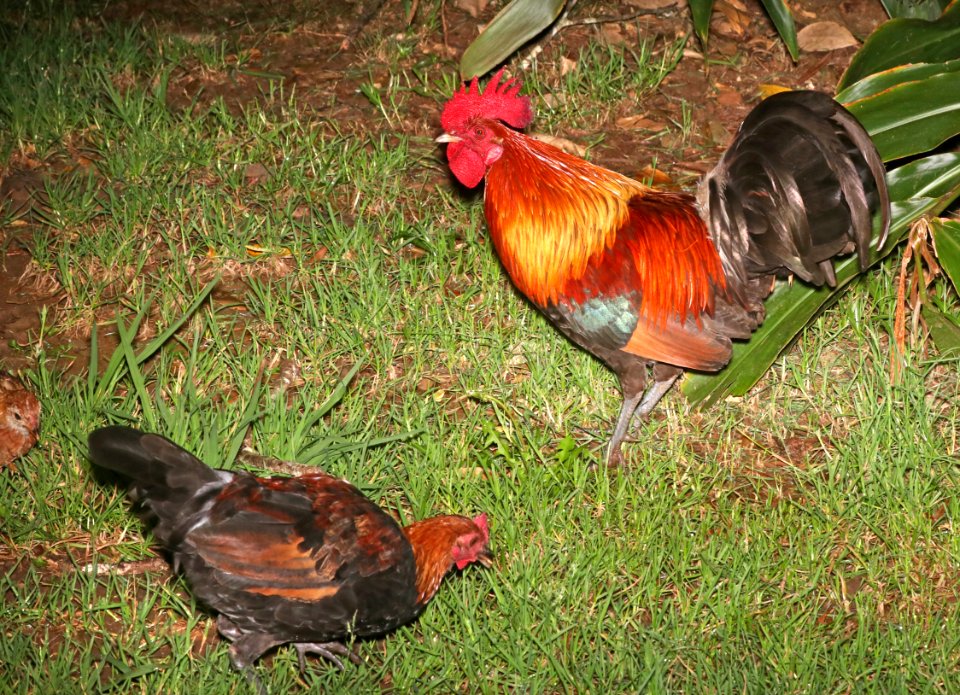 RED JUNGLEFOWL (4-22-2018) kokee state park, kauai co, hawaii (8)