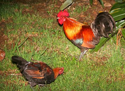 RED JUNGLEFOWL (4-22-2018) kokee state park, kauai co, hawaii (8)
