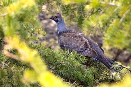 Dusky Grouse (Dendragapus obscurus) perched in a tree photo