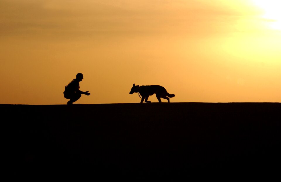 Sunset horizon canine
