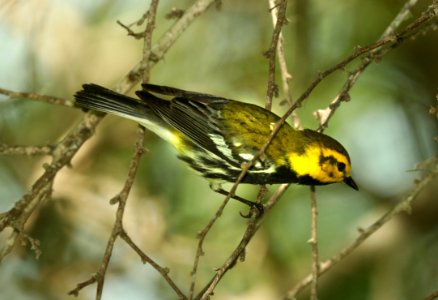 843 - BLACK-THROATED GREEN WARBLER (4-27-2019) convention center, south padre island, cameron co, tx -01 photo