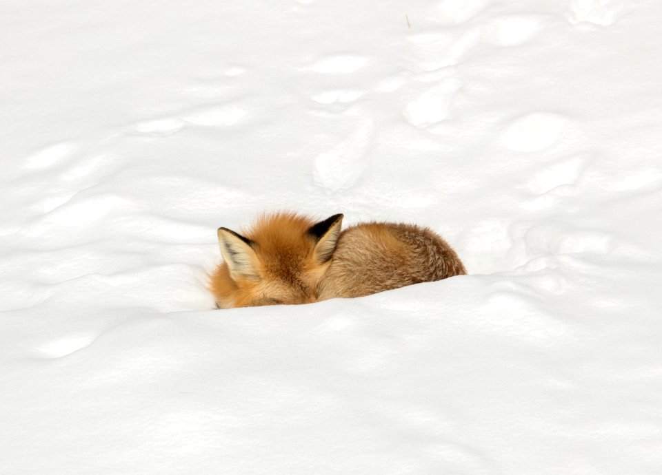 Red fox resting in snow