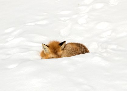 Red fox resting in snow photo