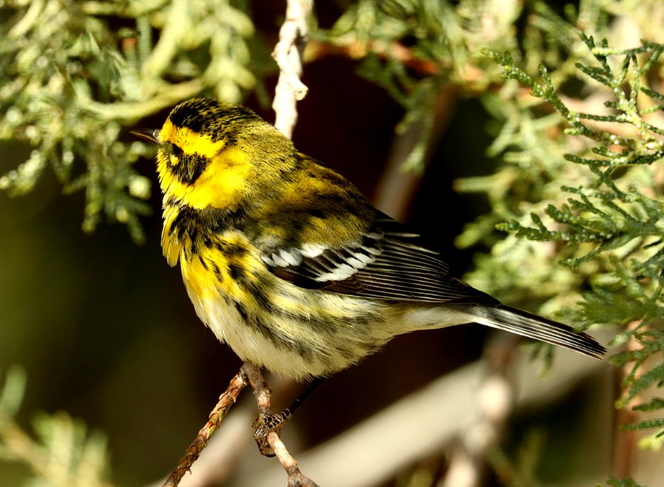 840 - TOWNSEND'S WARBLER (2-2012019) proctor trail, madera canyon, pima co, az -06