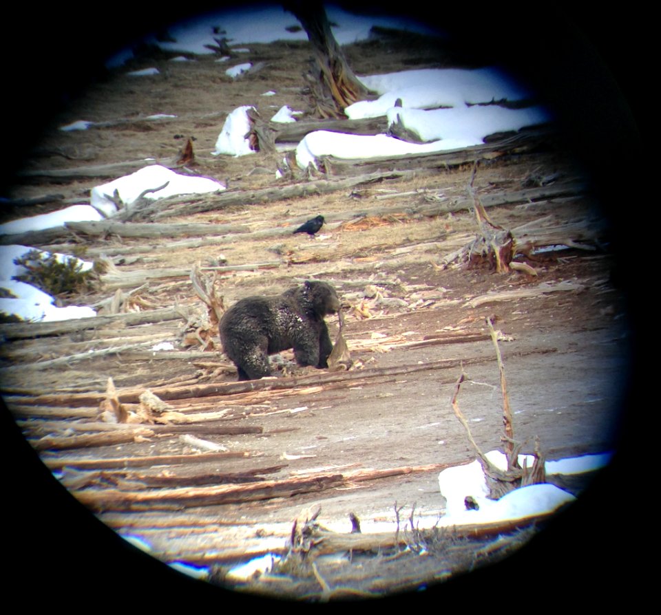 Grizzly bear through spotting scope