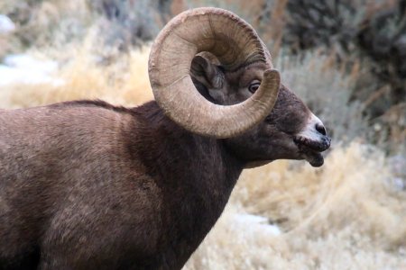 Bighorn Sheep with suspected sore mouth disease.