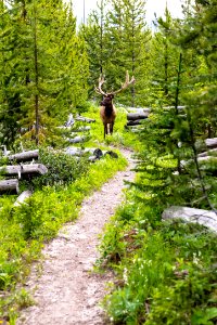 Bull elk on a trail photo