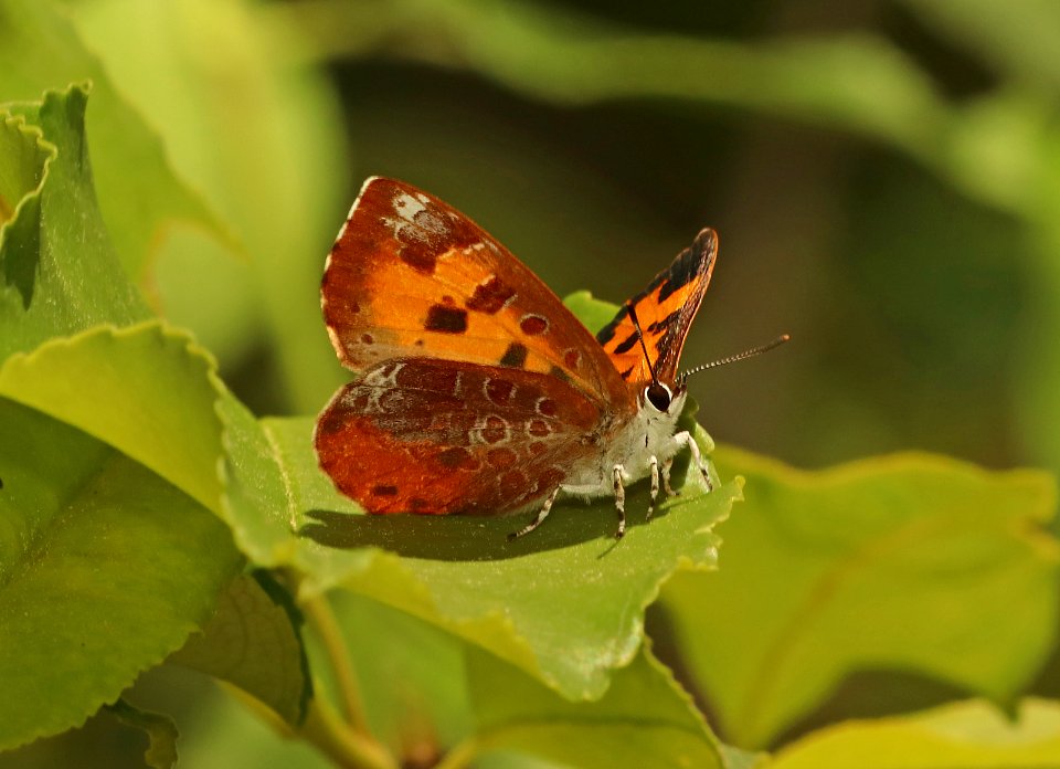 HARVESTER (Feniseca tarquinius) (6-2-2018) crawford co, mi -01