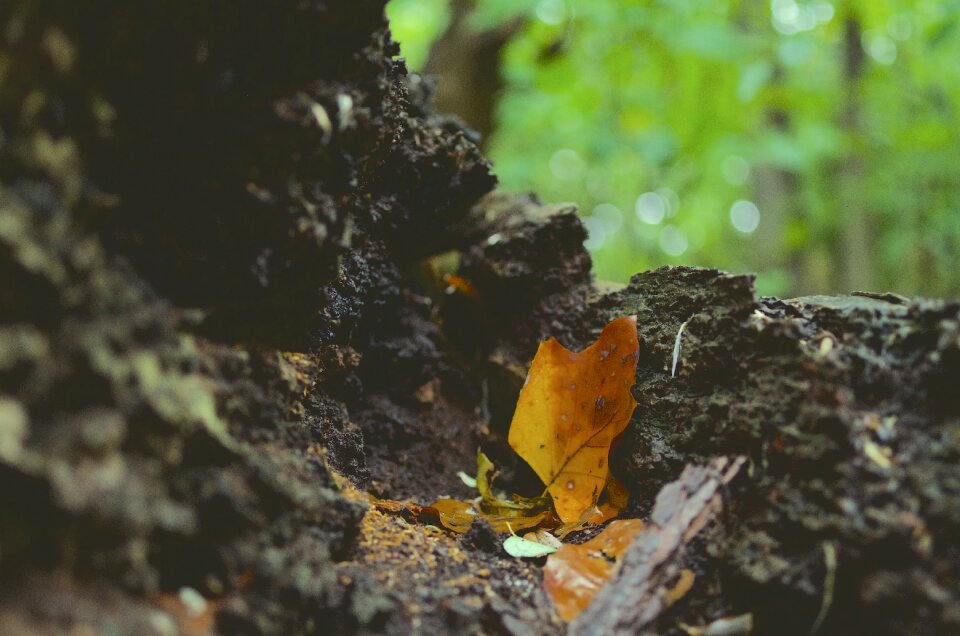 Forest wood tree photo