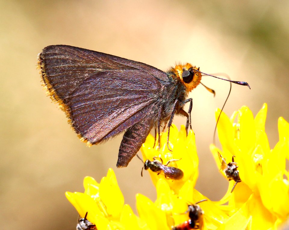 ROADSIDE-SKIPPER, ORANGE-EDGED (Amblyscirtes fimbriata) (6-26-13) comfort springs trail, carr peak area, huachuca mts, cochise co, az  (2)