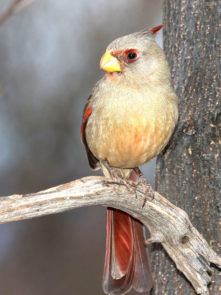 917 - PYRRHULOXIA (3-20-2010) hereford, cochise co, az -01 (1)